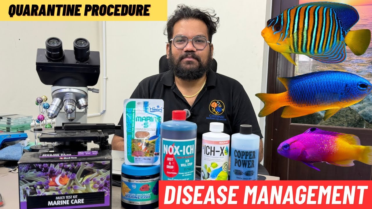Marine Fish Disease: How to Identify, Treat, and Prevent with Quarantine