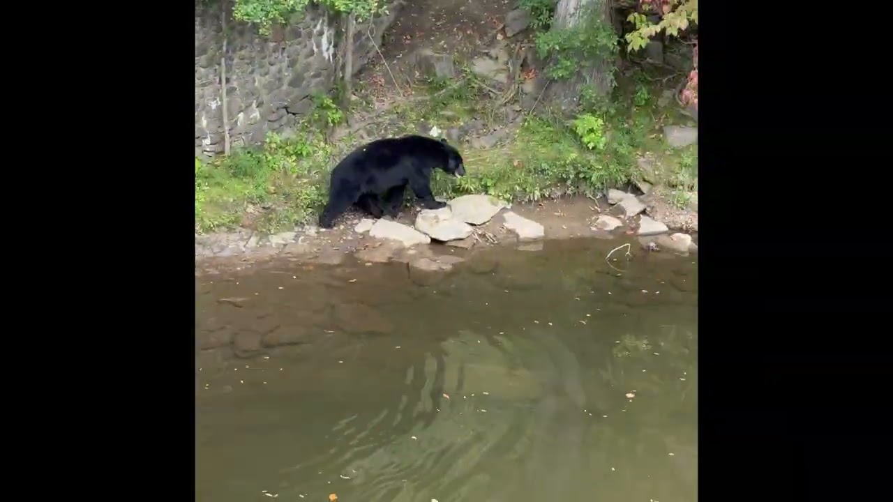 Gatlinburg Sept 2025. Girls weekend and Bear sighting along the river walk.