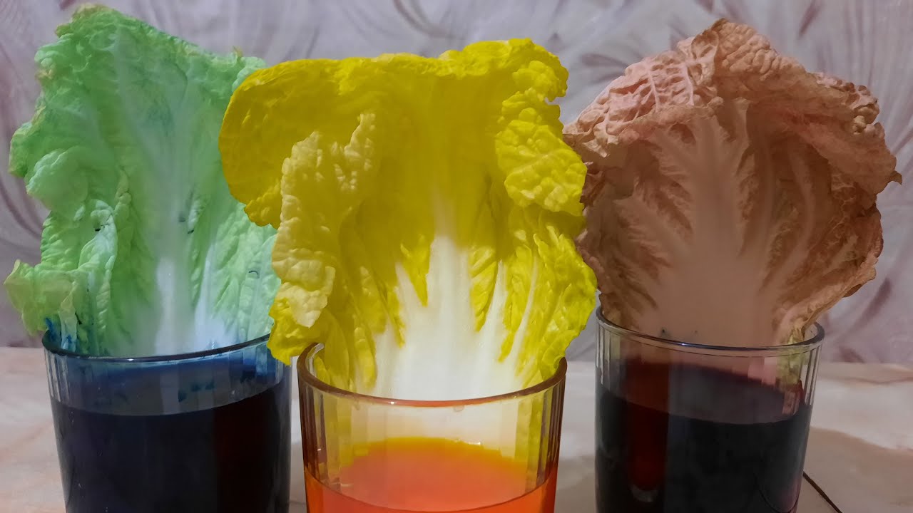 ДОСЛІДИ, ЕКСПЕРИМЕНТИ (Вода, пекінська капуста, барвник)
