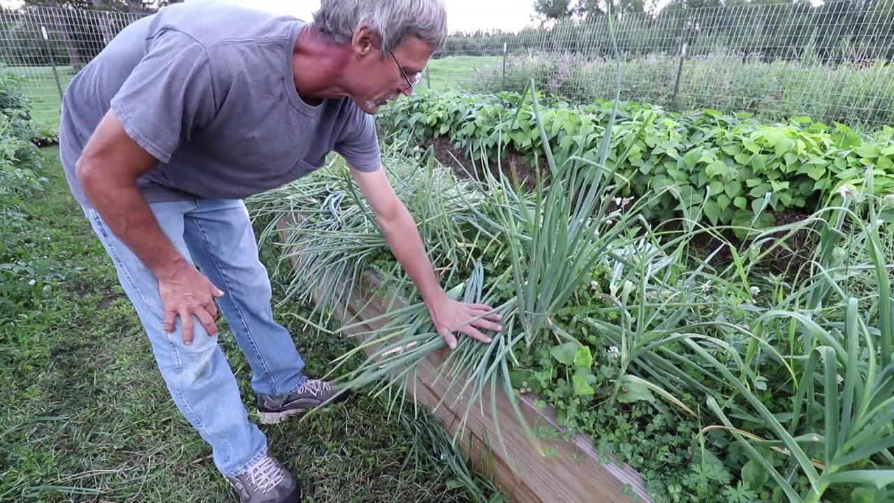 HAY BALE/STRAW BALE GARDEN. Harvest update. What a great garden.