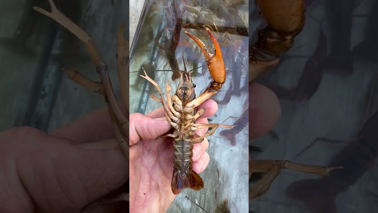 10 Facts About Crawfish Bet You Didn&rsquo;t Know #crawfish #crawdads #crawdad #mudbug #crayfish #funfact