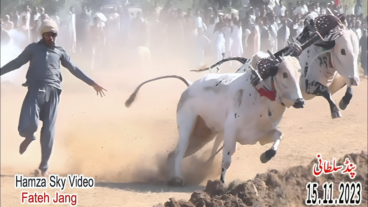 Bull Race Pind Sultani | Part 2 | 15.11.2023 | پنڈسلطانی
