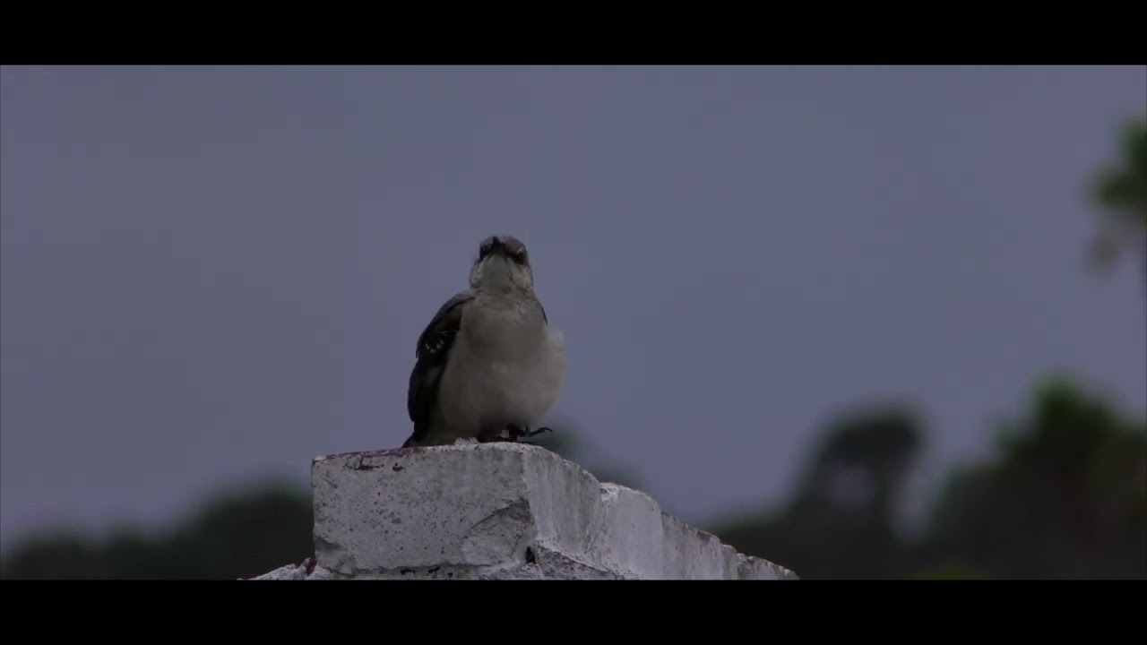 Secrets of Mockingbird Parenting: Incredible Feeding and Guardian Tactics!