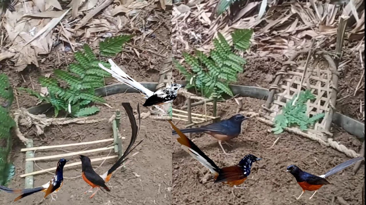 bẫy chim choèn lửa tháng 2 rất thú vị Perangkap burung api bulan Februari sangat menarik