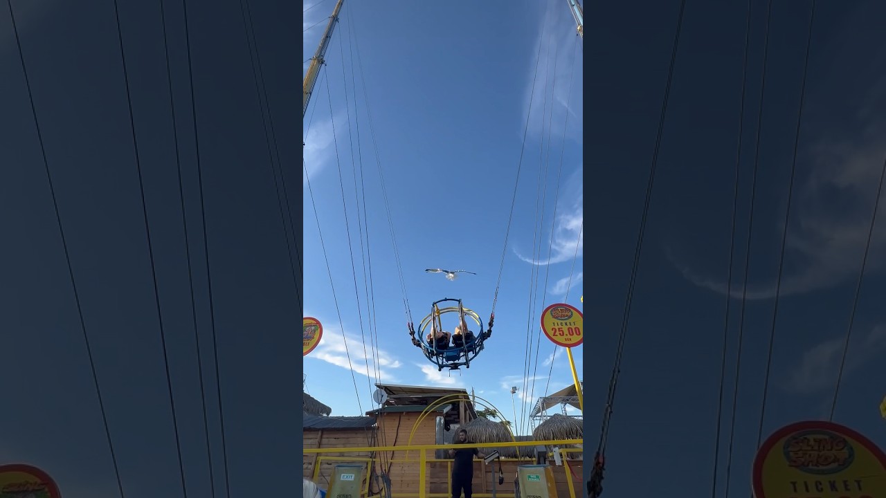 Accidents slingshot elastic. #accidents#viral  #shortsvideo #animals #slingshot #elastic #birds