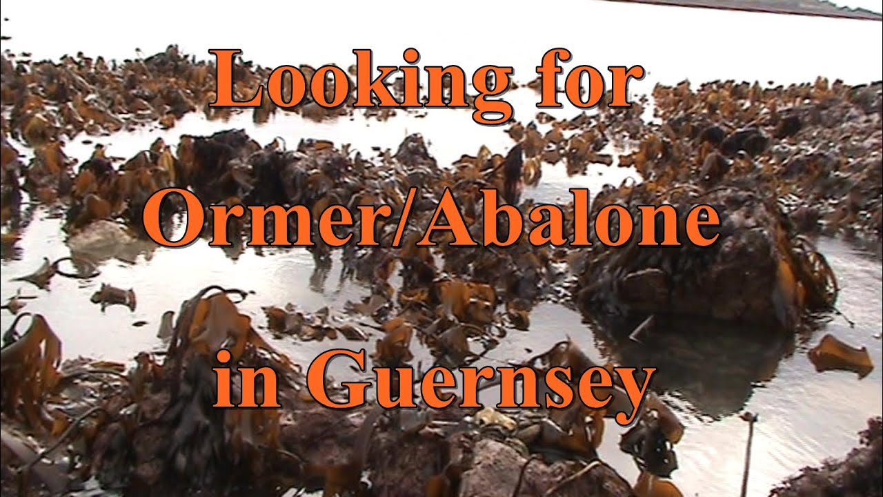 Coastal Foraging - Looking for Ormers / Abalone in Guernsey Channel Islands