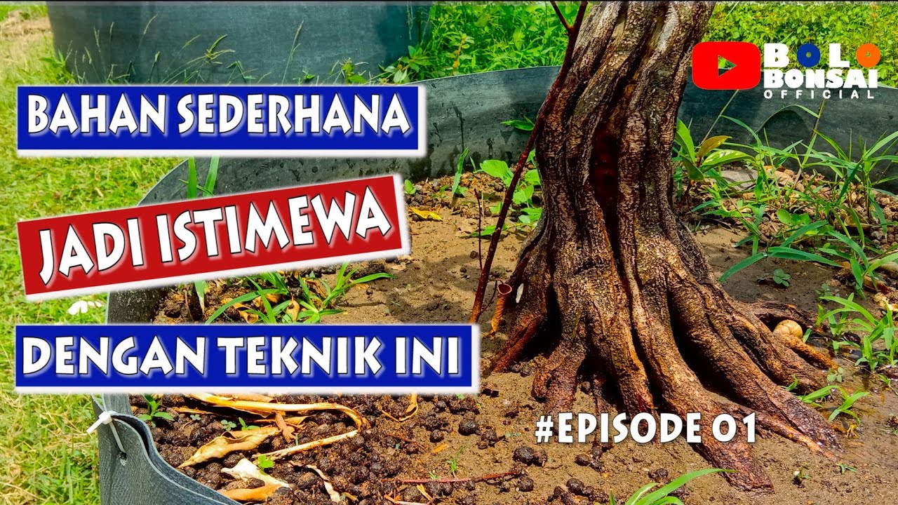 CARA CEPAT PEMBESARAN BATANG DAN PEMBENTUKAN KARAKTER BONSAI FICUS || Nanang bonsai Bojonegoro