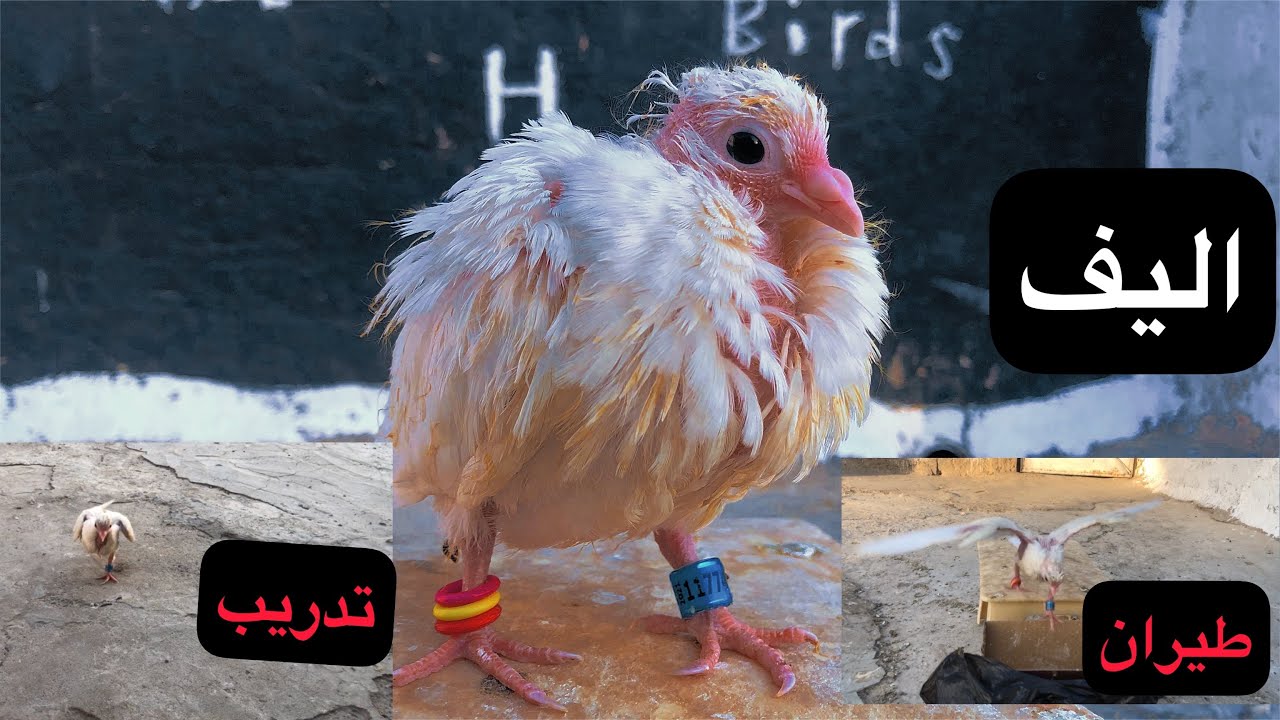 بدايه تدريب ويفر على 🙂 لاوامر وطاعه اذكه طير