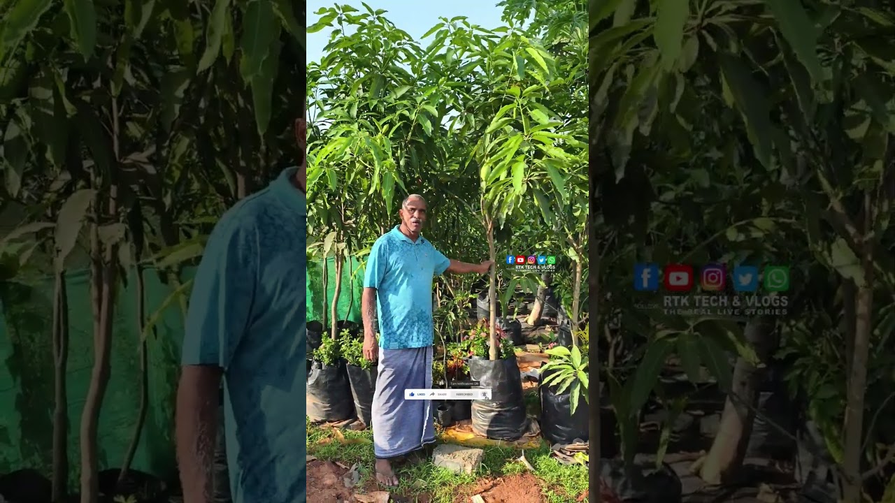 വീട്ടുമുറ്റത്ത് നടാൻ പറ്റിയ കൊളമ്പ് മാവ്(#kolambu MANGO TREE)/Kulambu Mango/Kulambu Mango variety