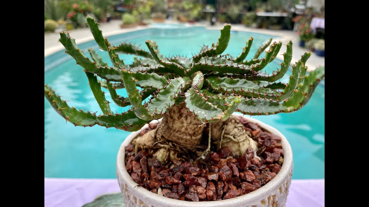 Euphorbia stellata Indigenous to Eastern Cape of South Africa - Episode 72
