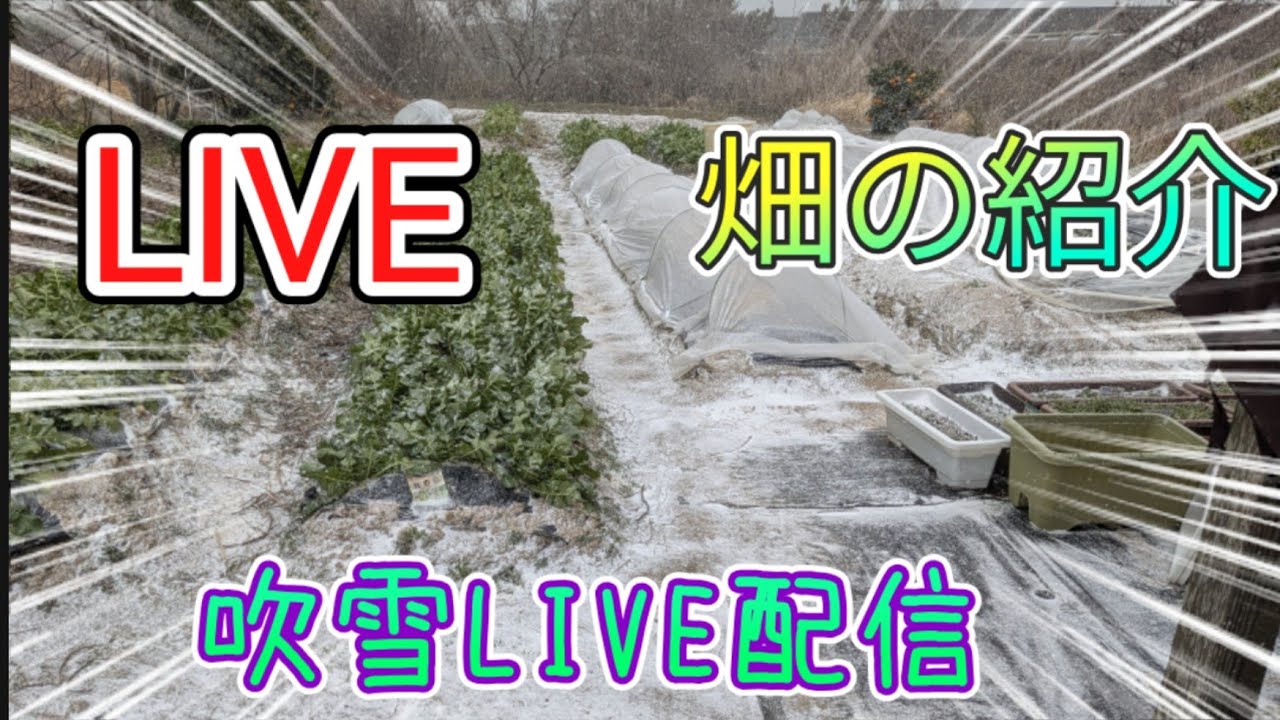 2026/2/8 畑の紹介LIVE配信　吹雪で寒い山口県でした