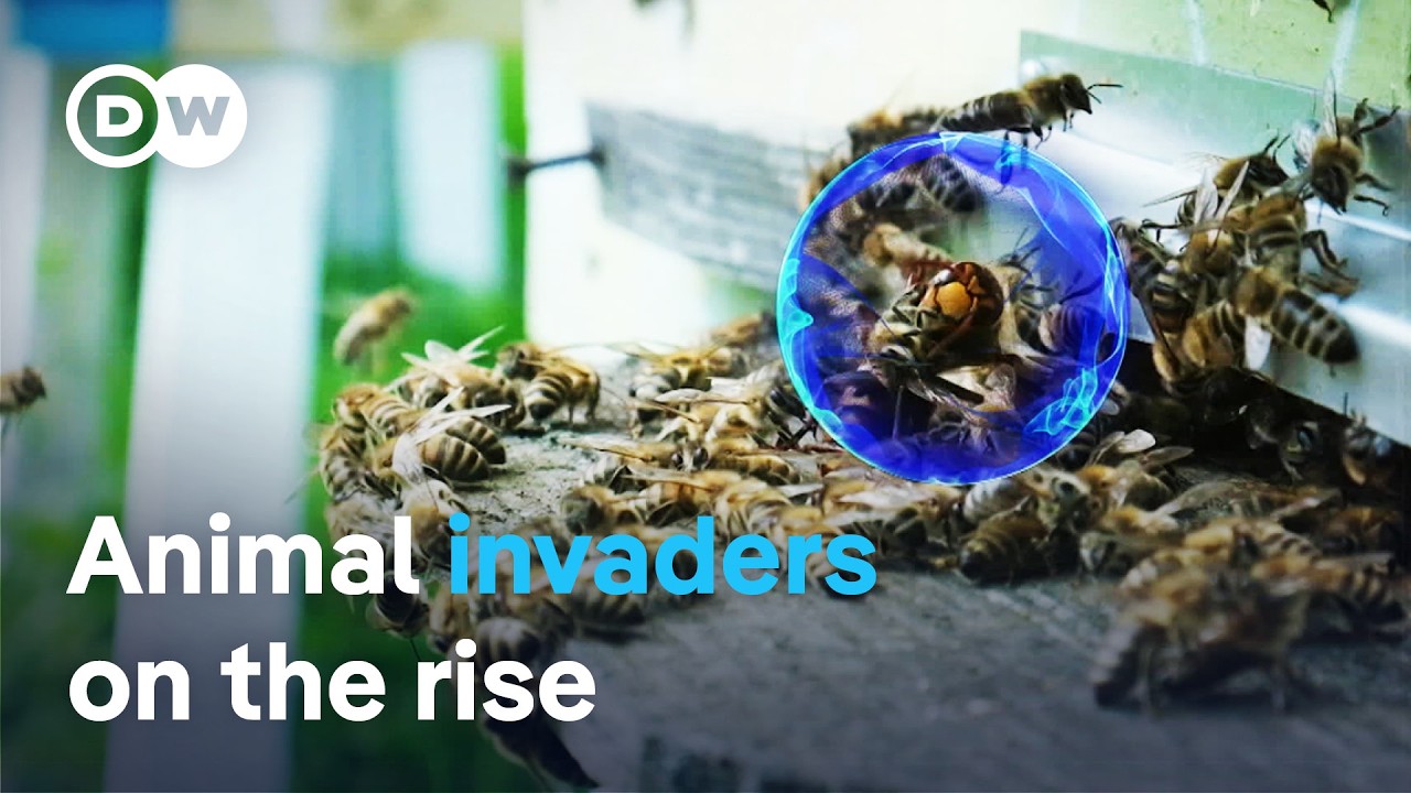 Unwanted intruders: The battle against invasive species | DW Documentary