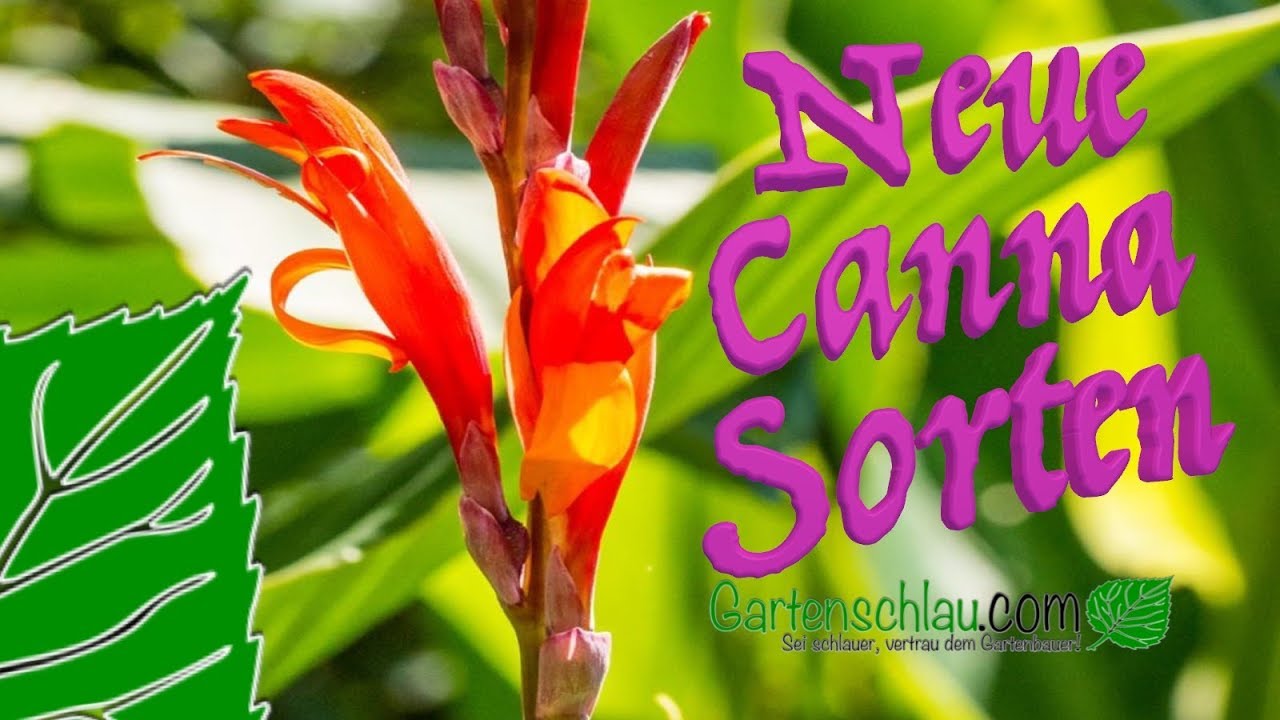Die neuen Canna / Blumenrohr-Sorten für 2019 in Zusammenarbeit mit der Firma SPERLI GmbH