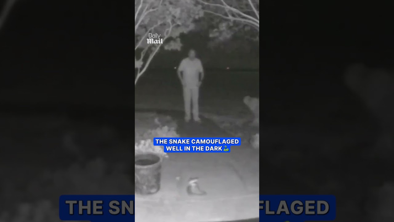 Мужчина, сам того не подозревая, наступил на гремучую змею.