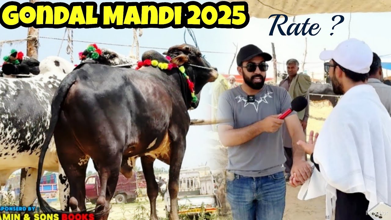 GONDAL MANDI PART 2 - Qurbani 2025 - Cow Mandi 2025 - Fatehjang bull 2025 - live Bargaining