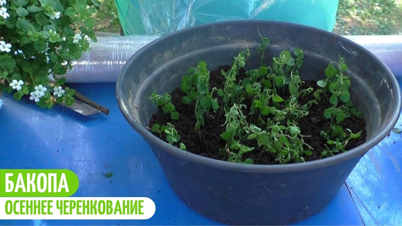 БАКОПА - РАЗМНОЖЕНИЕ ЧЕРЕНКАМИ. Мои цветы. Мой опыт.