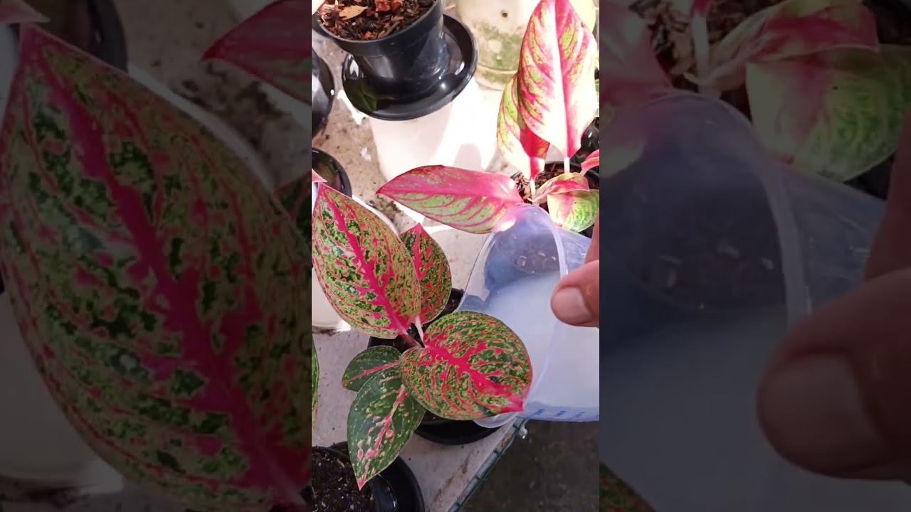 Merawat Aglaonema agar tetap subur