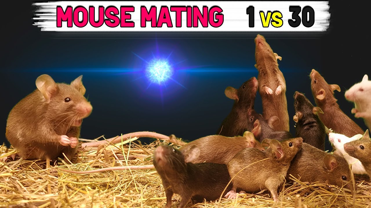 Group mice mating