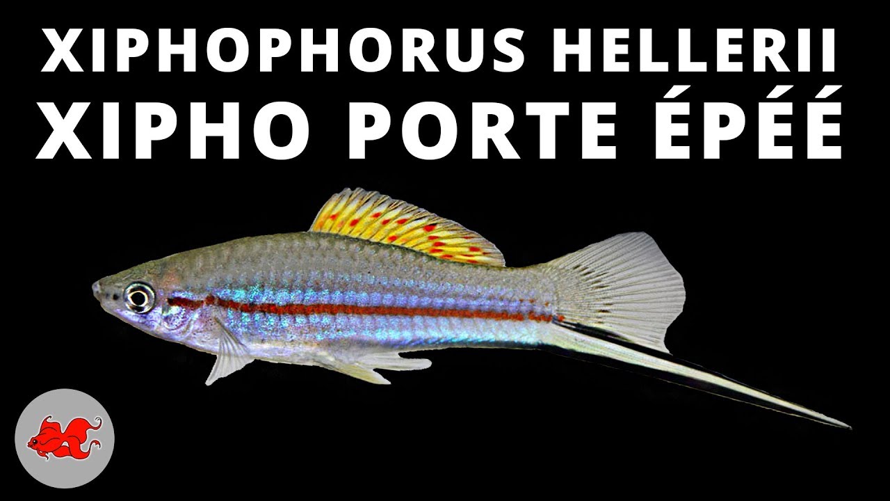 Xiphophorus hellerii ✔