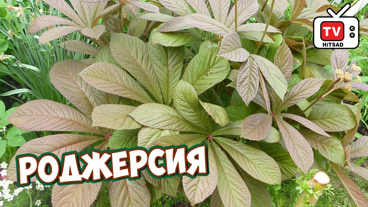 РОДЖЕРСИЯ 🌟 Обзор растения и особенности выращивания 🌟 HITSAD TV