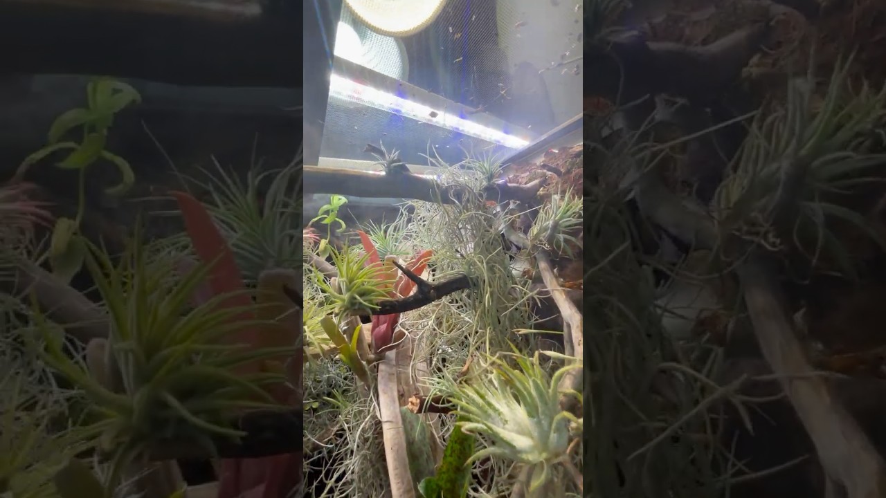 Drip wall enclosure for Abronia