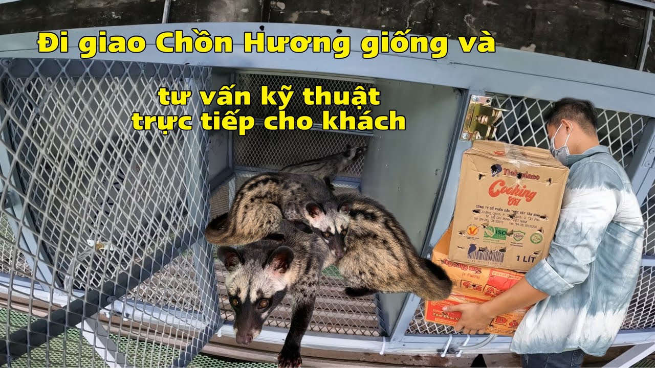 Đi Giao Chồn Hương Giống ,Tư Vấn Kỹ Thuật Chăn Nuôi Cho Khách/Góc Chăn Nuôi