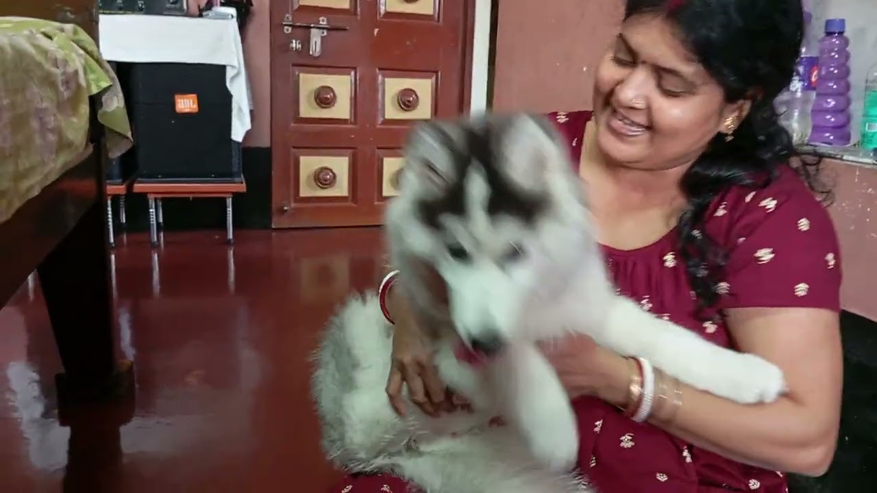 মা মেয়েকে বকাবকি করছে😭😭😭#youtubevideo #husky #shortsvideo
