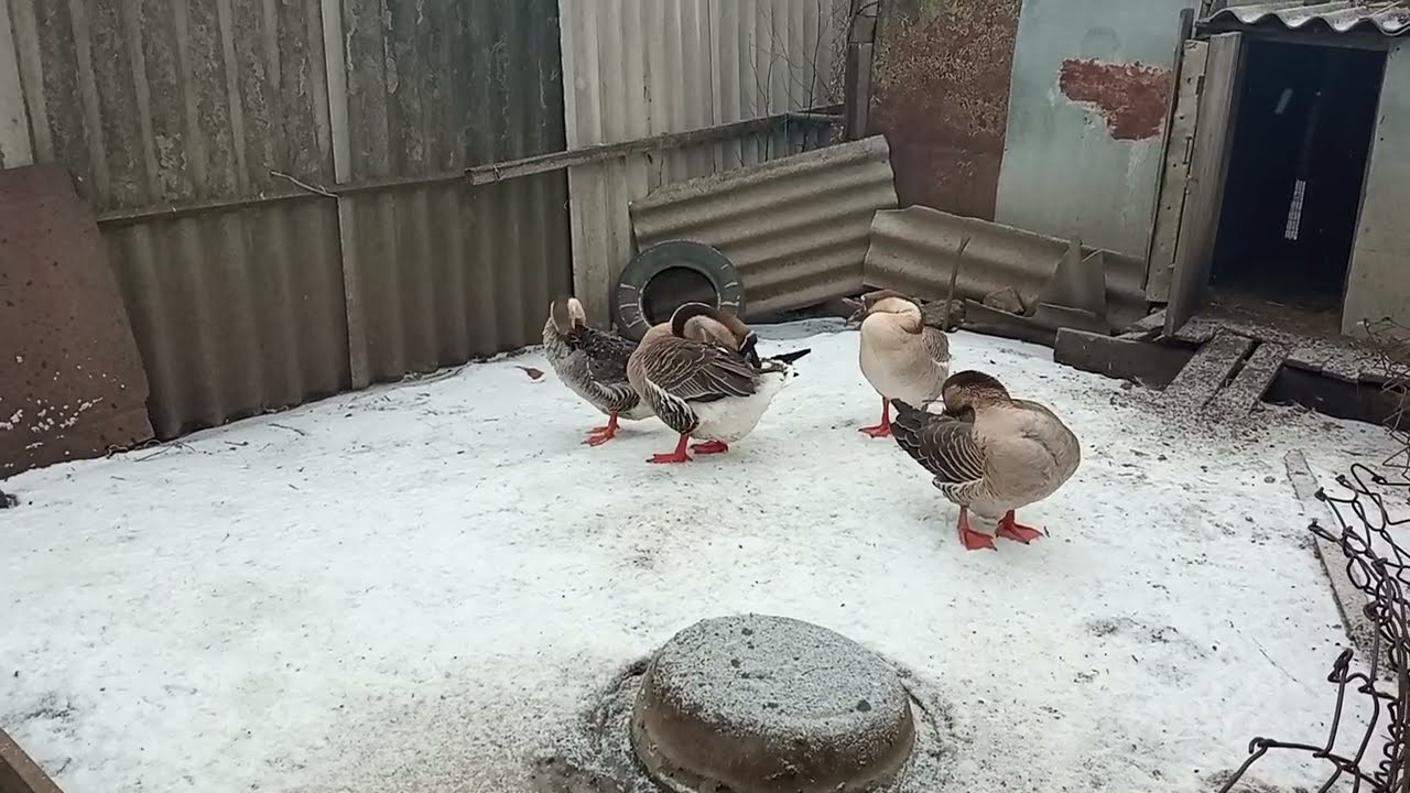 Гуси чистять пір'я.