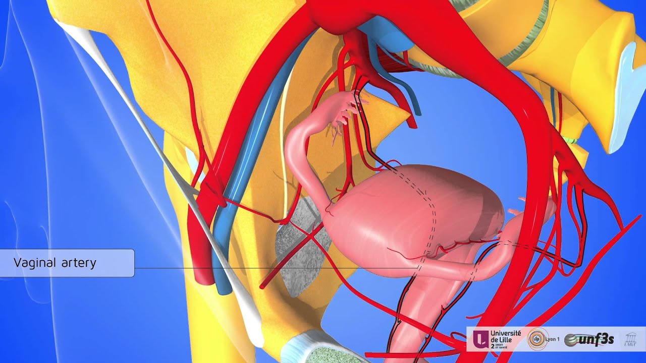 The female pelvic organs: pelvic vascularisation