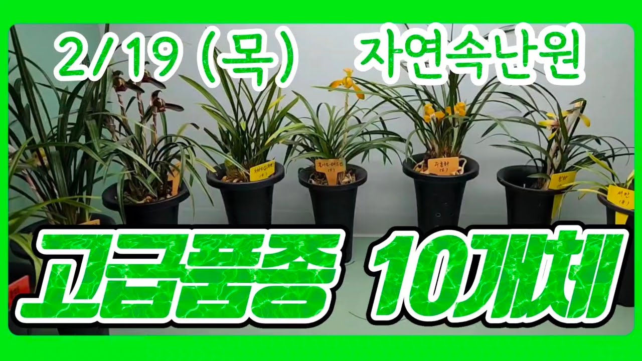 [2월 19일] 홍두화 홍작, 복륜복색, 금산, 두화소심, 불사조 태극선, 주홍화, 황화, 서반, 단엽, 입변서반 올려봅니다.