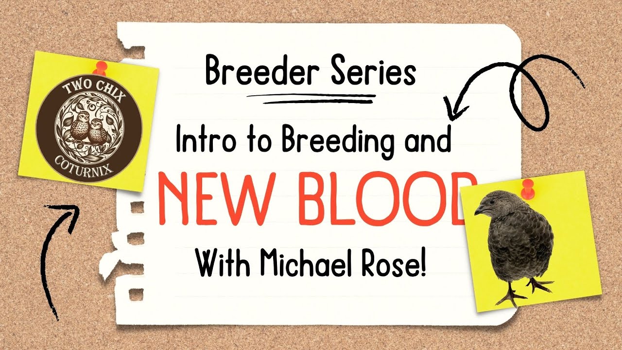 Breeder Series: New Blood