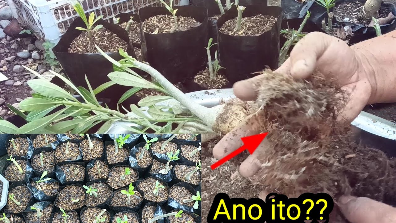 Paano maiwasan ang pagka bulok ng mga Adeniums/Desert Rose