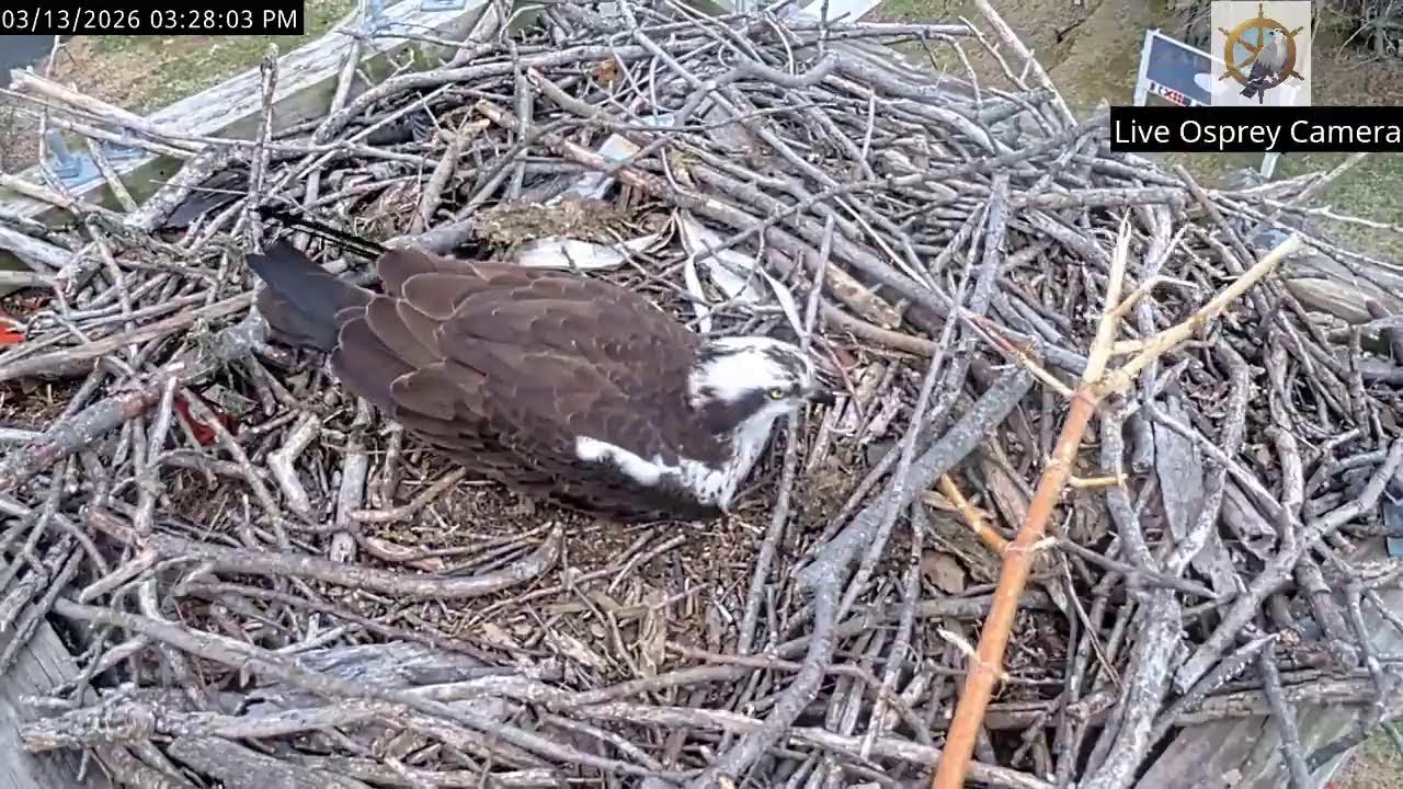 Live Osprey Nest March 12, 2026