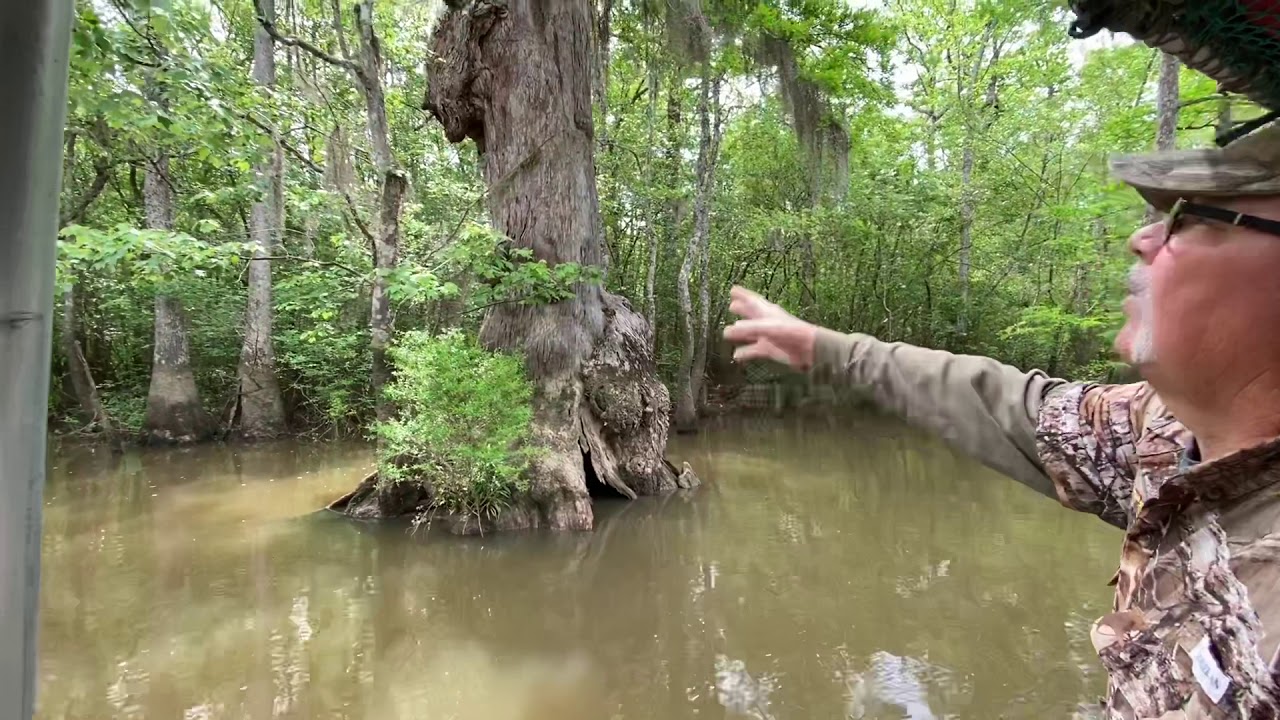 Pascagoula River and Marsh tour part 2: Birds and Trees.