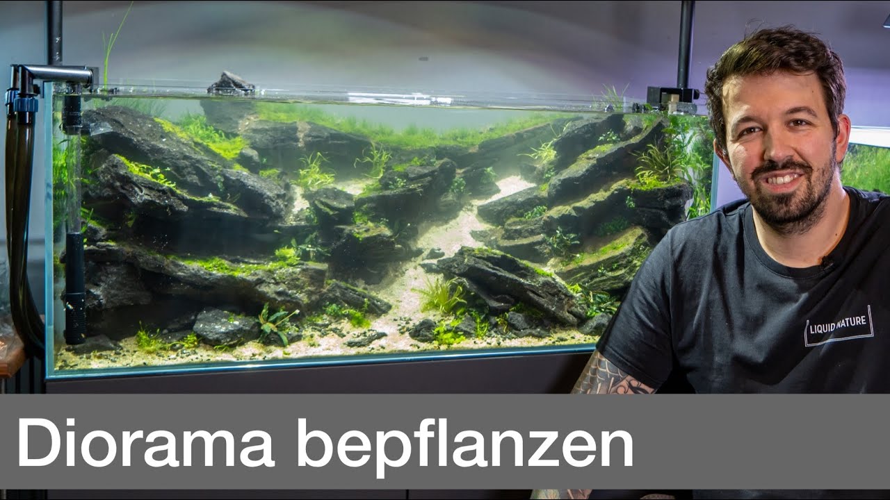 Bepflanzung vom 160L Diorama Wettbewerbsaquarium! | Liquid Nature