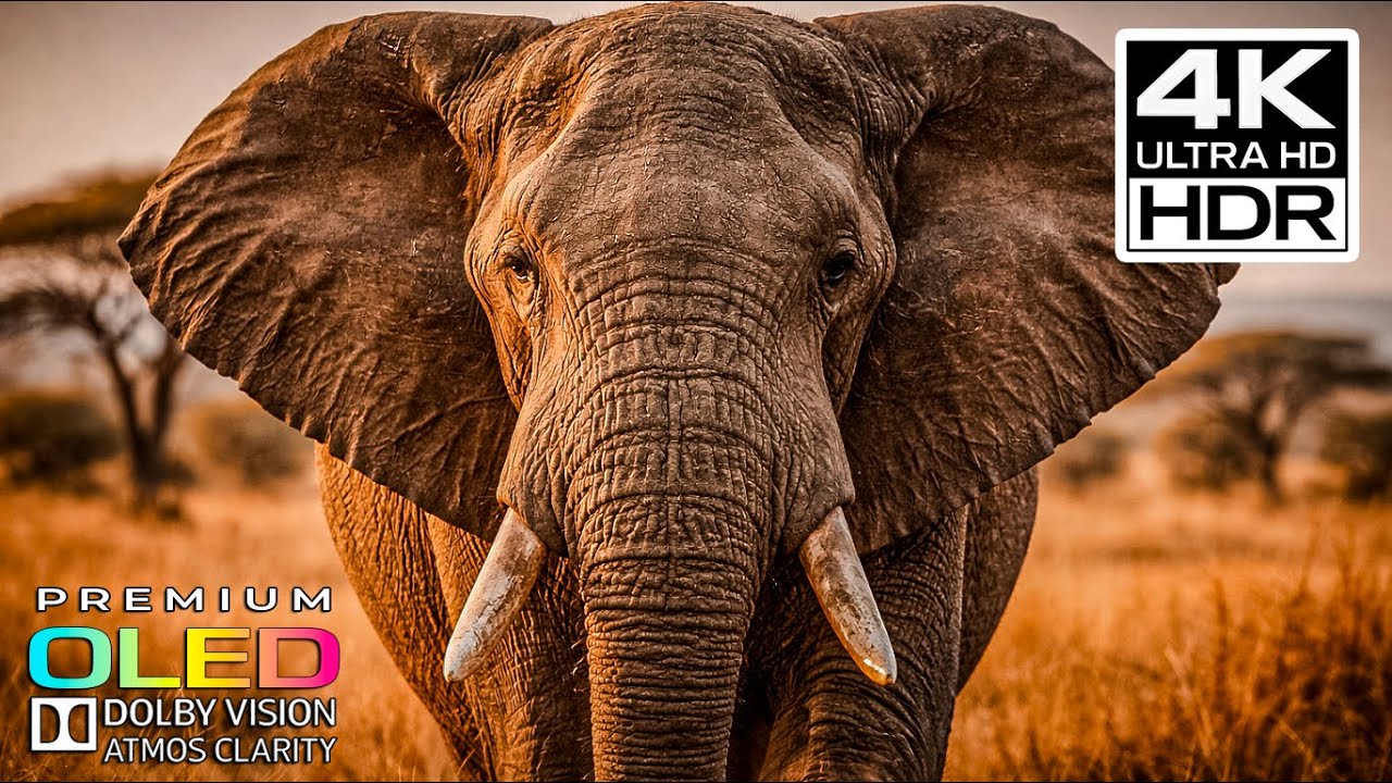 GIANTS OF NATURE — Elephants in Cinematic 4K Ultra HD | Dolby Vision OLED (TV Demo)