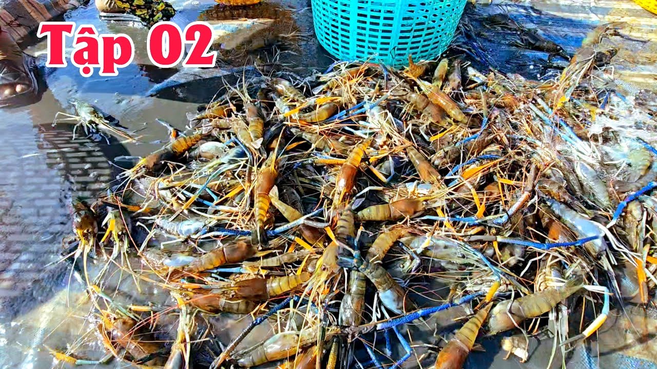 Mùa Bắt Tôm Càng Xanh Ở Xả Biển Bạch Đông Tập 02 #bamùavlog