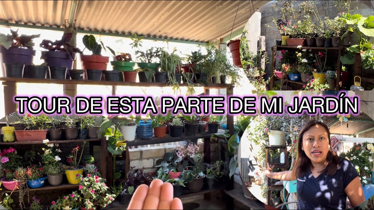 Asi quedaron los estantes de mis plantas 🌱 con el aceite quemado, tour por una parte de mi jardín.😍🪴