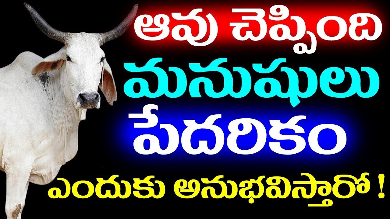 ఆవు చెప్పింది మనుషులు పేదరికం ఎందుకు అనుభావిస్తారో || #gomata #gomatapooja