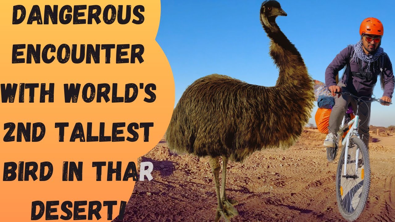 Met Emu Birds in Jaisalmer | Akal Wood Fossil Park| Cycle Tour Ep3 | Rajasthan Tourism Guide