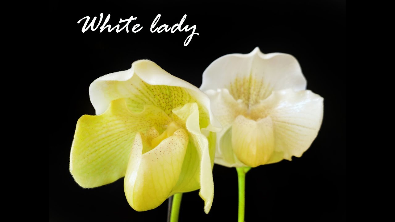 Белая Леди ... Орхидея с другой планеты!))) Paphiopedilum White Lady .