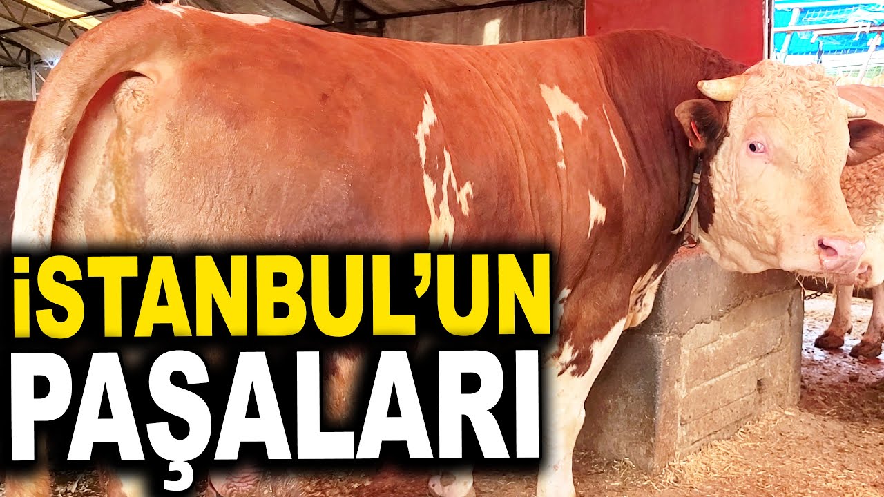İSTANBUL'UN PAŞALARI TEK TEK SATILIYOR... HİSSE SATIŞLARI DEVAM EDİYOR...