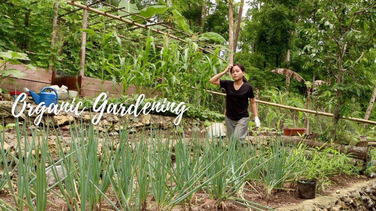Simple Filipino Meal that i harvested in my garden (Organic Gardening) Bohol,Philippines-Countryside