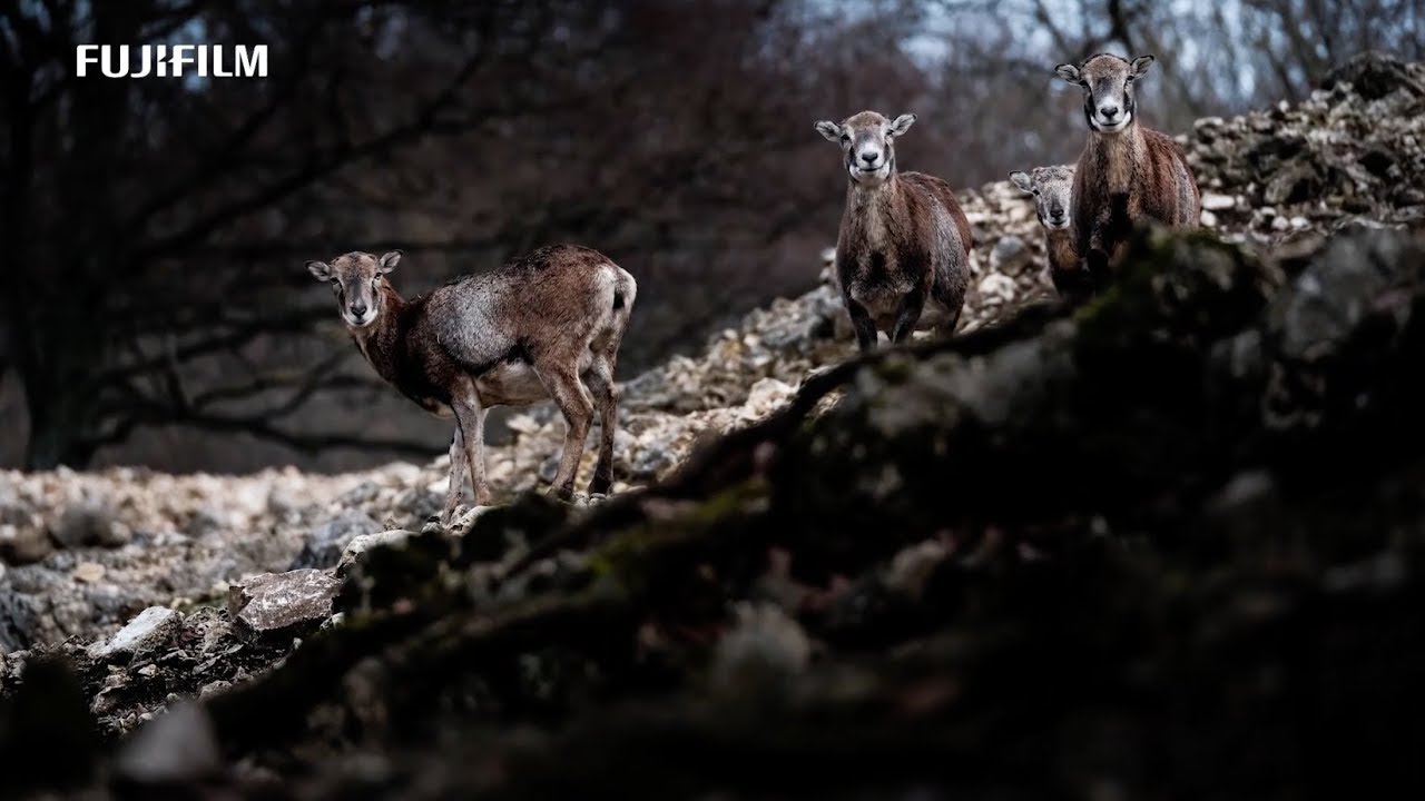 X-H1 : Martin Farkas&Martin Kopec x Wildlife -Proud of- / FUJIFILM