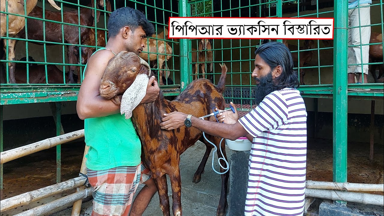 ছাগল ভেড়ার PPR ভ্যাকসিন সম্পর্কে বিস্তারিত তথ্য || 01988883102 || Peste des Petits Ruminants (PPR)