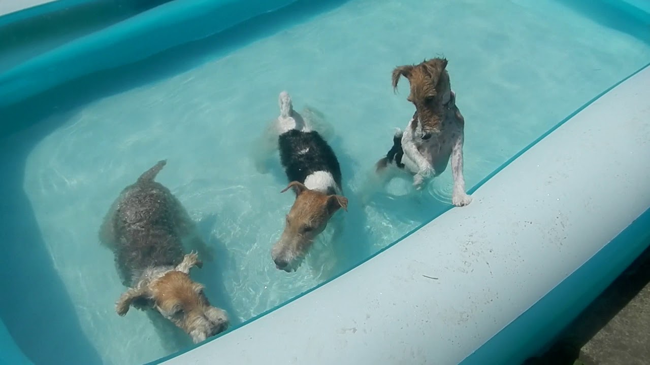 Fox Terriers at a Pool Party