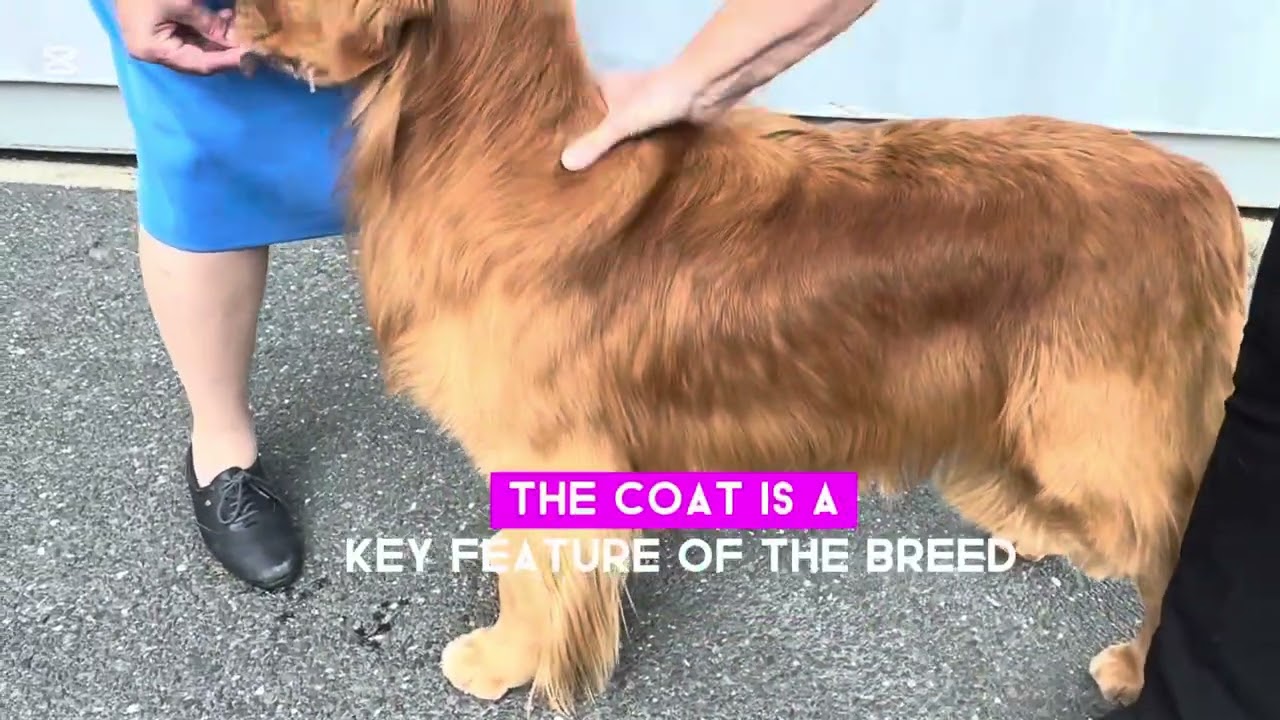 How to judge a Golden Retriever@a dog show