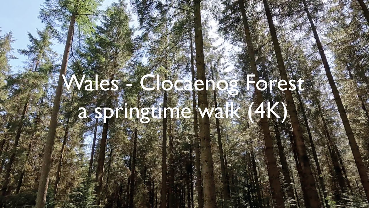 North Wales, Clocaenog Forest, a sunny springtime walk (4k)