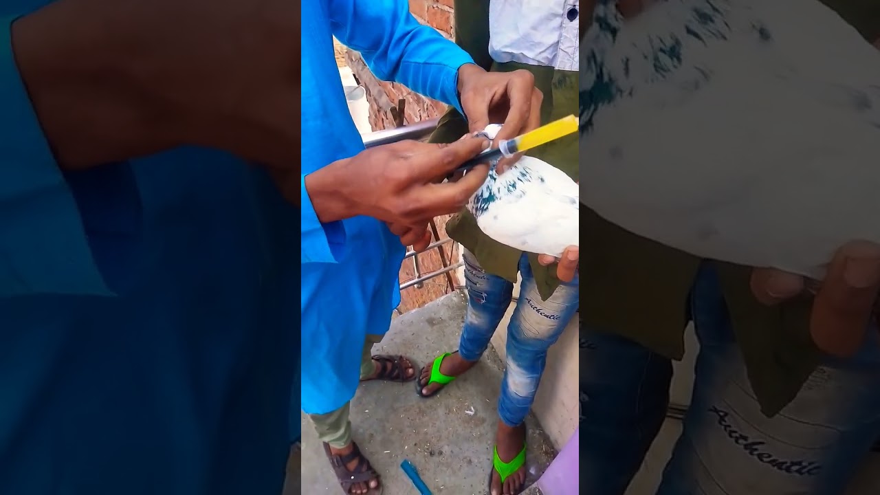 pigeon treatment video #viral #pigeon #trending #kabutar #treatment #shorts kyarish kadri