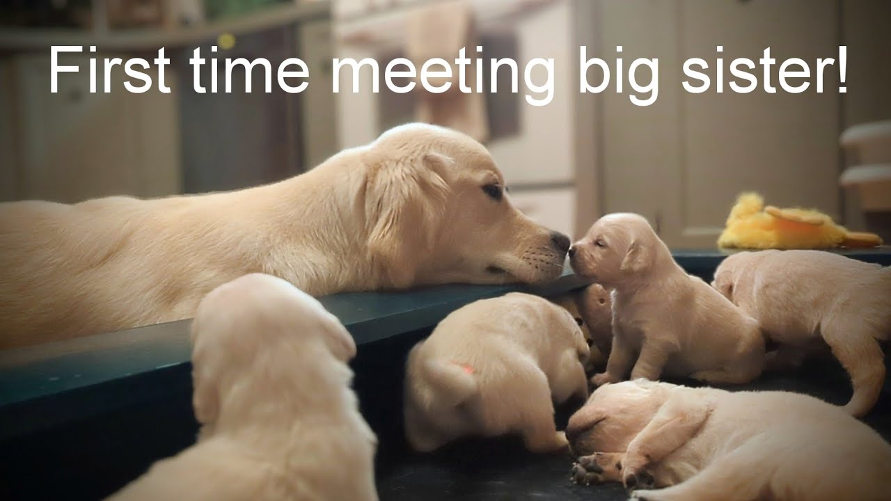 19 day old golden retriever puppies meet their older siblings for the first time (The Sweets Litter)